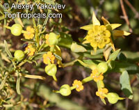 Euphorbia burmannii, Steenbokbos

Click to see full-size image