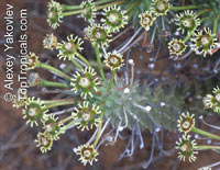 Euphorbia caput-medusae, Medusa's Head

Click to see full-size image