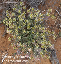 Euphorbia caput-medusae, Medusa's Head

Click to see full-size image