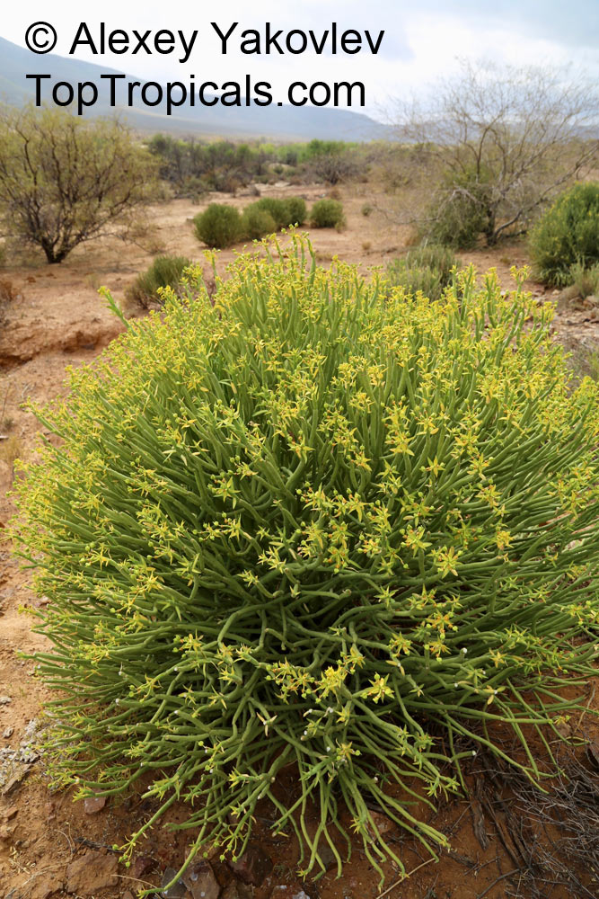 Euphorbia mauritanica, Pencil Milk Bush, Yellow Milk Bush, Golden Spurge