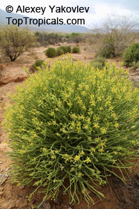 Euphorbia mauritanica, Pencil Milk Bush, Yellow Milk Bush, Golden Spurge

Click to see full-size image