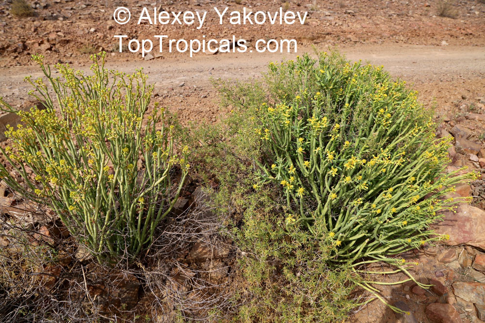 Euphorbia mauritanica, Pencil Milk Bush, Yellow Milk Bush, Golden Spurge. Euphorbia mauritanica (Left) and Euphorbia burmannii