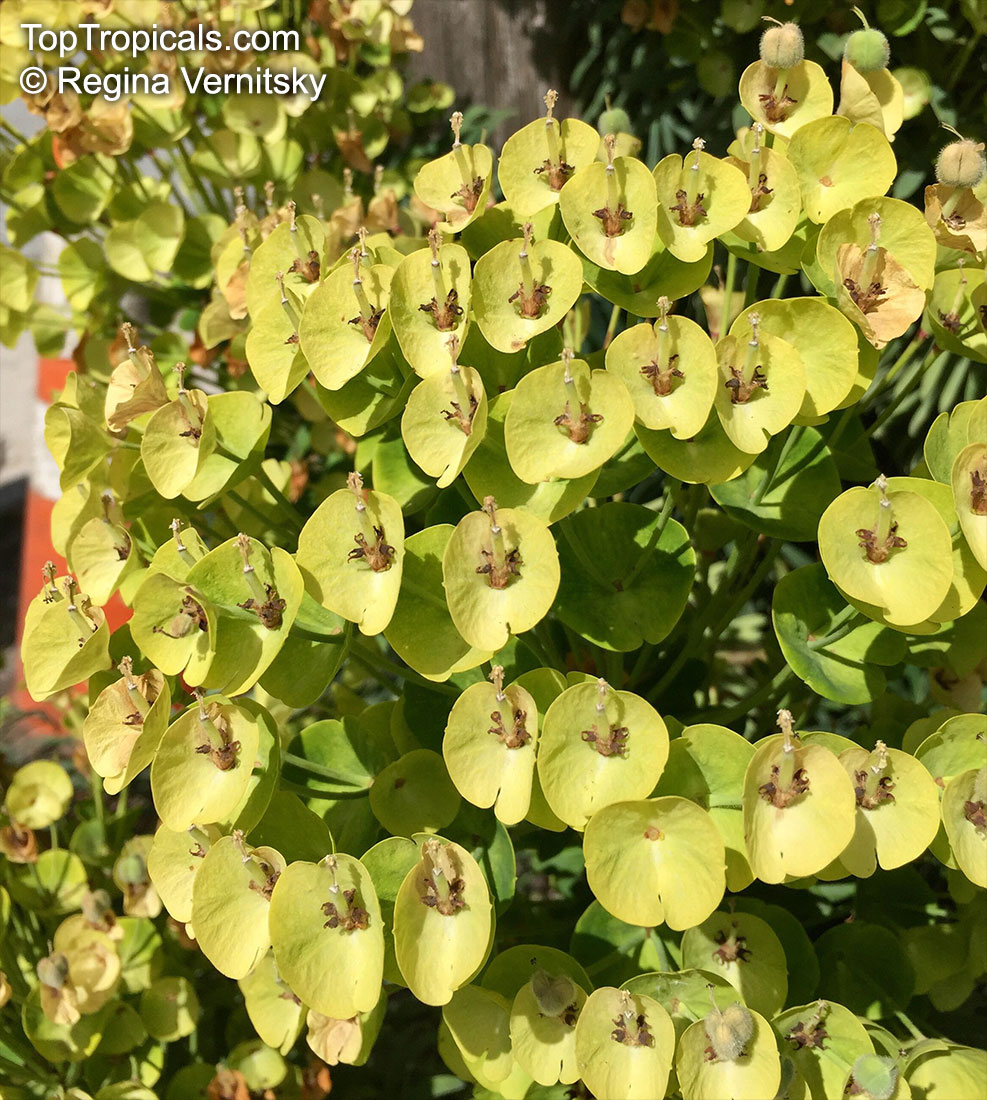 Euphorbia sp., Milkweed, Spurge