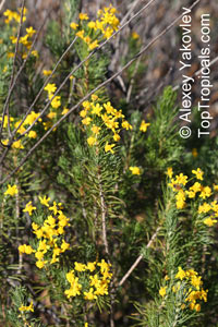 Euryops sp., Euryops

Click to see full-size image