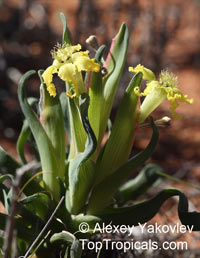 Ferraria sp.

Click to see full-size image