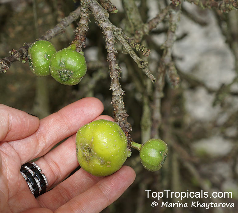 Ficus hispida, Ficus oppositifolia, Hairy Fig