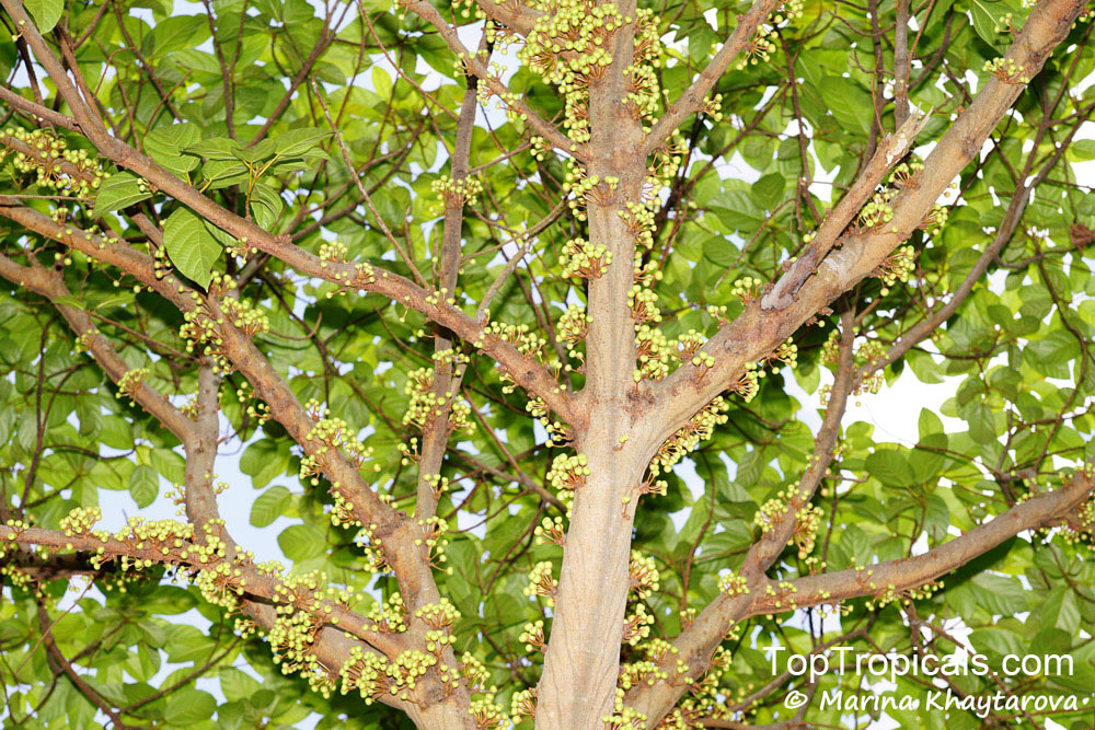 Ficus variegata, Red Stem Fig, Variegated Fig