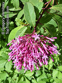 Fuchsia arborescens, Lilac Fuchsia

Click to see full-size image