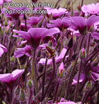 Geranium maderense, Madeiran Cranesbill

Click to see full-size image