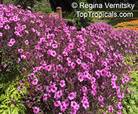Geranium maderense, Madeiran Cranesbill

Click to see full-size image
