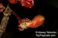 Glossoloma ichthyoderma, Alloplectus ichthyoderma, Glossoloma

Click to see full-size image