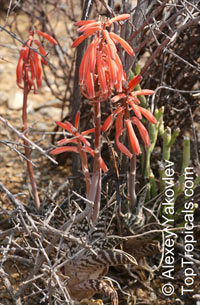 Gonialoe variegata, Aloe variegata, Tiger Aloe, Partridge-breasted Aloe

Click to see full-size image
