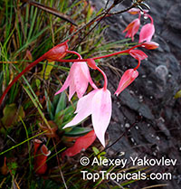 Heliamphora nutans, Marsh Pitcher Plant, Nodding Sun Pitcher

Click to see full-size image