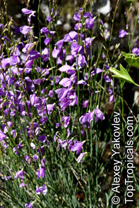 Heliophila juncea, Brachycarpaea juncea, Wild Stock, Bergviool

Click to see full-size image