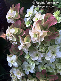 Hydrangea quercifolia, Oakleaf Hydrangea

Click to see full-size image