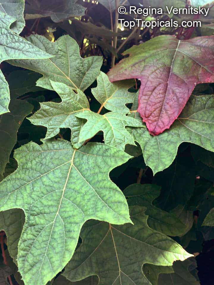 Hydrangea quercifolia, Oakleaf Hydrangea