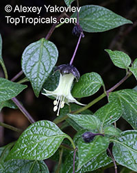 Jaltomata viridiflora, Atropa viridiflora, Yerba-Mora

Click to see full-size image