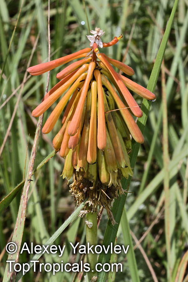 Kniphofia sp., Red Hot Poker, Torch Lily. Kniphofia laxoflora