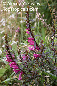 Lamourouxia virgata, Lamourouxia

Click to see full-size image