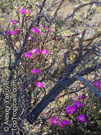 Lampranthus sp., Lampranthus

Click to see full-size image