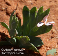 Lapeirousia arenicola, Lapeirousia 

Click to see full-size image