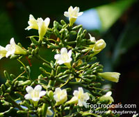 Limahlania crenulata, Fagraea crenulata , Cabbage Tree, Malabera

Click to see full-size image