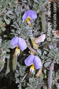 Lotononis sericophylla, 	Lotononis trisegmentata , Lotononis

Click to see full-size image