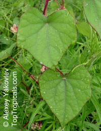 Menispermum dauricum, Menispermum, Moonseed

Click to see full-size image