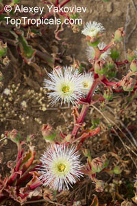 Mesembryanthemum sp., Ice Plant, Livingstone Daisy

Click to see full-size image