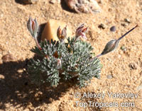 Monsonia sp., Monsonia

Click to see full-size image