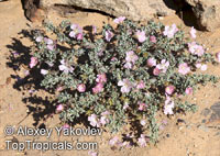 Monsonia patersonii, Sarcocaulon patersonii, Bushman's Candle 

Click to see full-size image