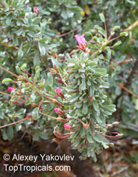Monsonia patersonii, Sarcocaulon patersonii, Bushman's Candle 

Click to see full-size image