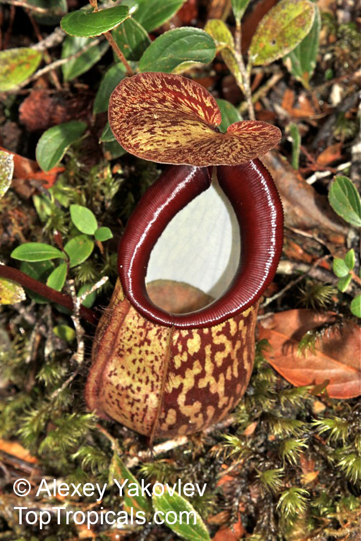 Nepenthes sp., Winged Nepenthes, Pitcher Plant, Monkey Cups. Nepenthes macfarlanei