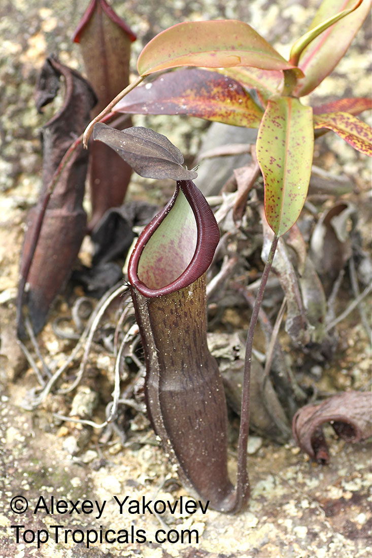Nepenthes sanguinea, Highland Nepenthes, Intermediate Nepenthes, Lowland Nepenthes