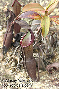 Nepenthes sanguinea, Highland Nepenthes, Intermediate Nepenthes, Lowland Nepenthes

Click to see full-size image