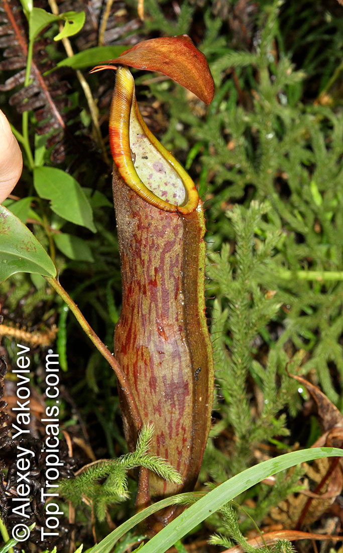 Nepenthes sanguinea, Highland Nepenthes, Intermediate Nepenthes, Lowland Nepenthes