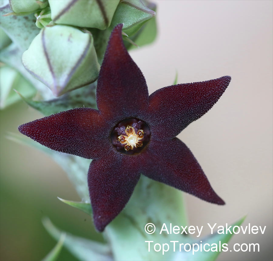 Orbea sp., Starfish Flower, Star Flower, Toad Cactus. Orbea decaisneana
