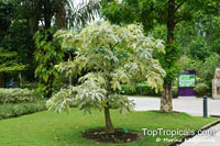 Pachira glabra, Bombax glabrum, French Peanut, Guiana Chestnut, Provision Tree, Money Tree, Saba Nut