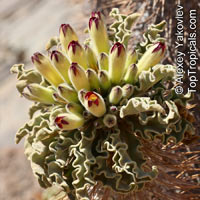 Pachypodium namaquanum, Pachypodium

Click to see full-size image