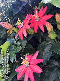 Passiflora manicata, Red Passionflower

Click to see full-size image