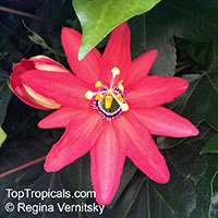 Passiflora manicata, Red Passionflower

Click to see full-size image