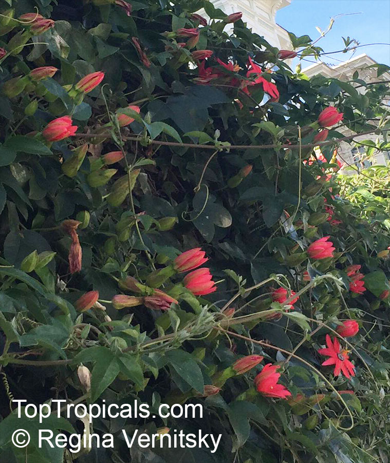 Passiflora manicata, Red Passionflower
