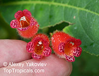 Pearcea reticulata, Kohleria reticulata, Pearcea

Click to see full-size image