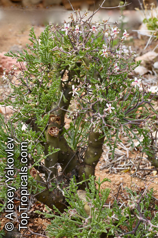 Pelargonium sp., Pelargonia, Geranium