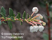 Gaultheria myrsinoides, Pernettya prostrata, Gaultheria prostrata, Cacalote

Click to see full-size image
