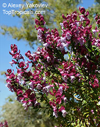 Prostanthera sp., Mint Bush

Click to see full-size image