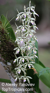 Prosthechea prismatocarpa, Encyclia prismatocarpa, Panarica prismatocarpa, Appendage Orchid, Prismatic Seed Pod Encyclia

Click to see full-size image