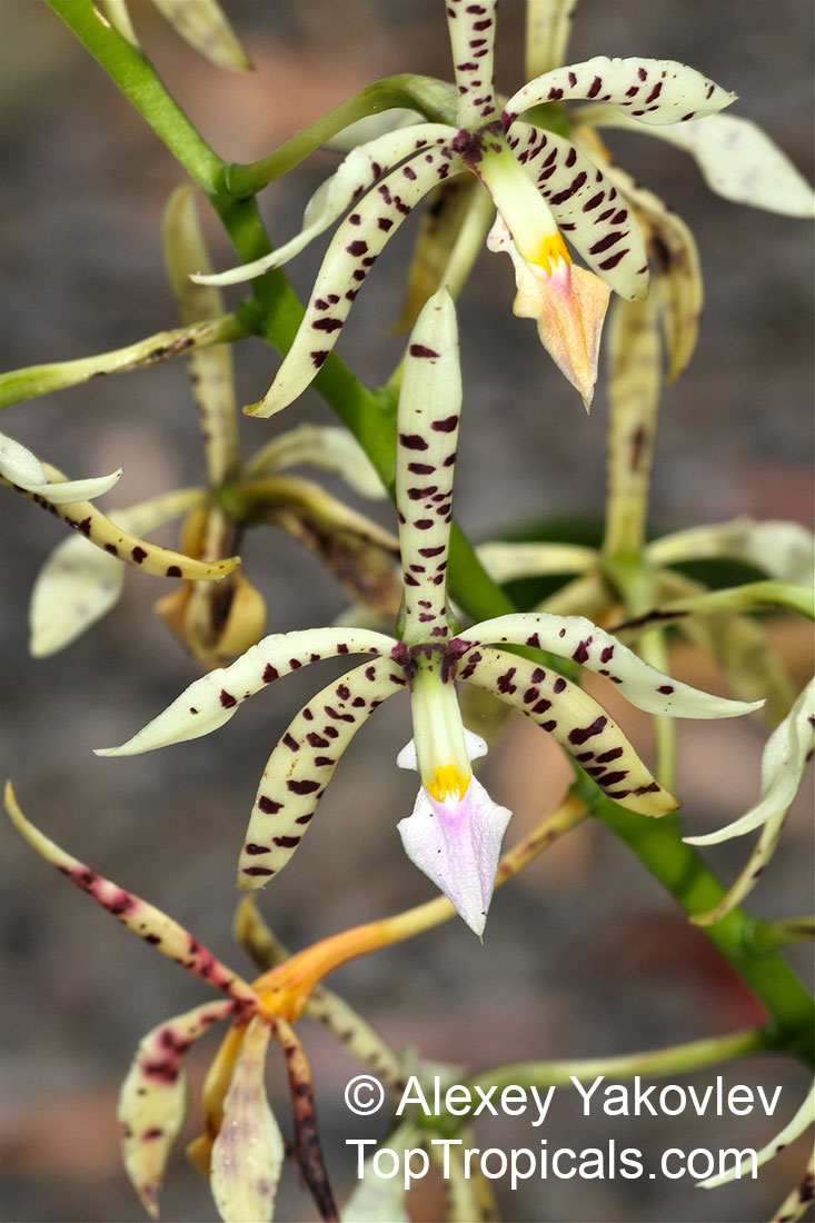 Prosthechea prismatocarpa, Encyclia prismatocarpa, Panarica prismatocarpa, Appendage Orchid, Prismatic Seed Pod Encyclia