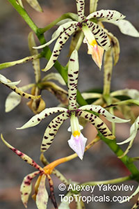 Prosthechea prismatocarpa, Encyclia prismatocarpa, Panarica prismatocarpa, Appendage Orchid, Prismatic Seed Pod Encyclia

Click to see full-size image