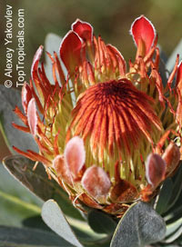 Protea roupelliae, Silver sugarbush

Click to see full-size image